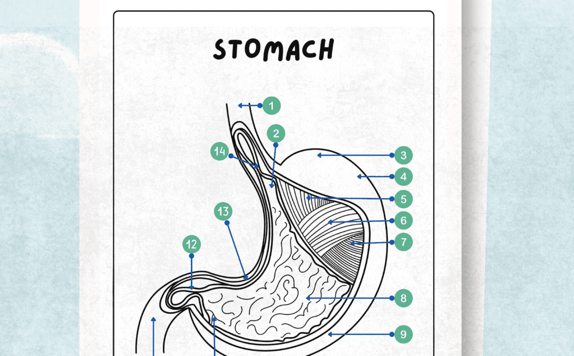 Digestive System